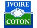 Détails : IVOIRE COTON